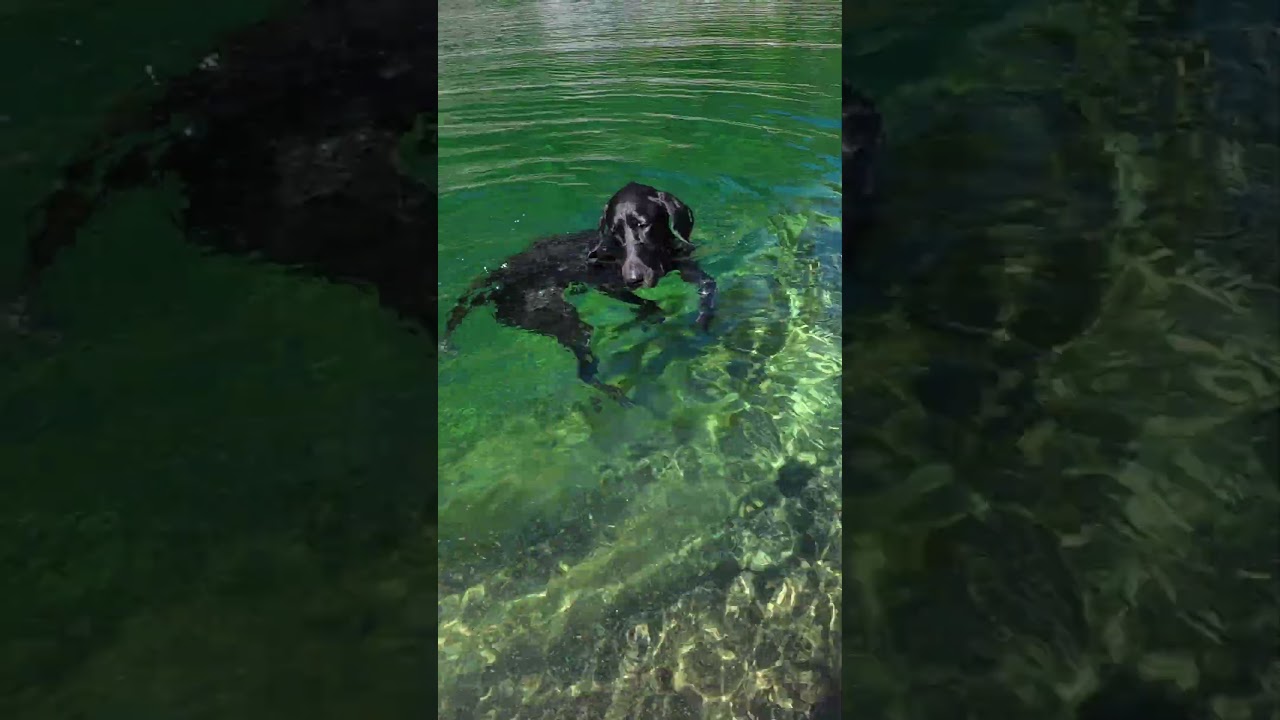 JAWs 4 - the Return of the River Monster
