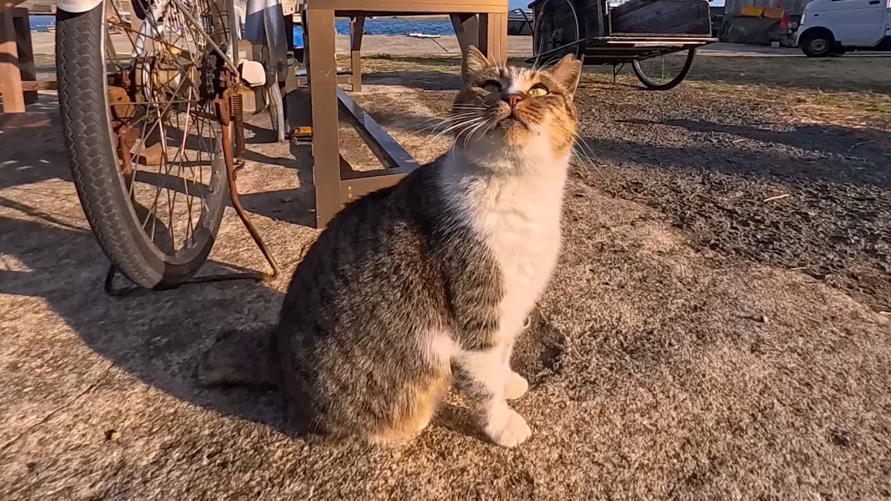 犬みたいに吠える!? ワンワン鳴く不思議な猫が可愛すぎた🐶🐱