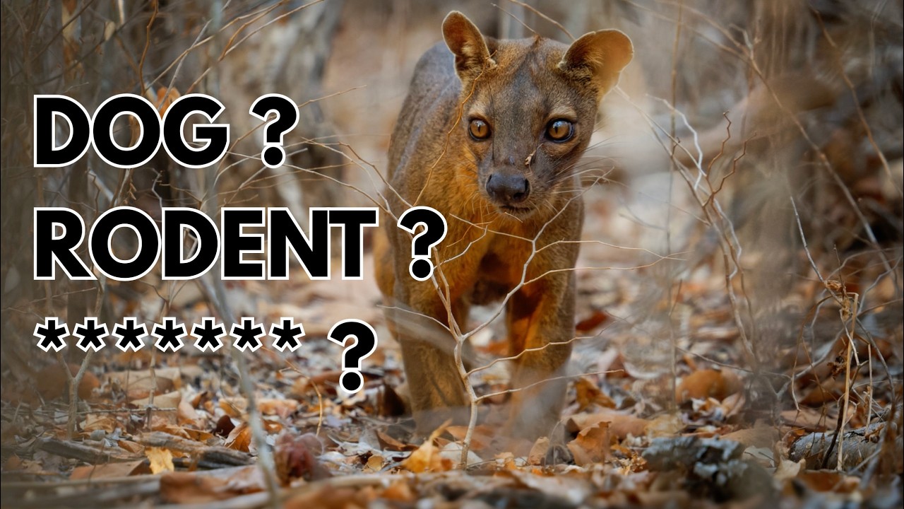 ONLY Animals To Live In Madagascar...