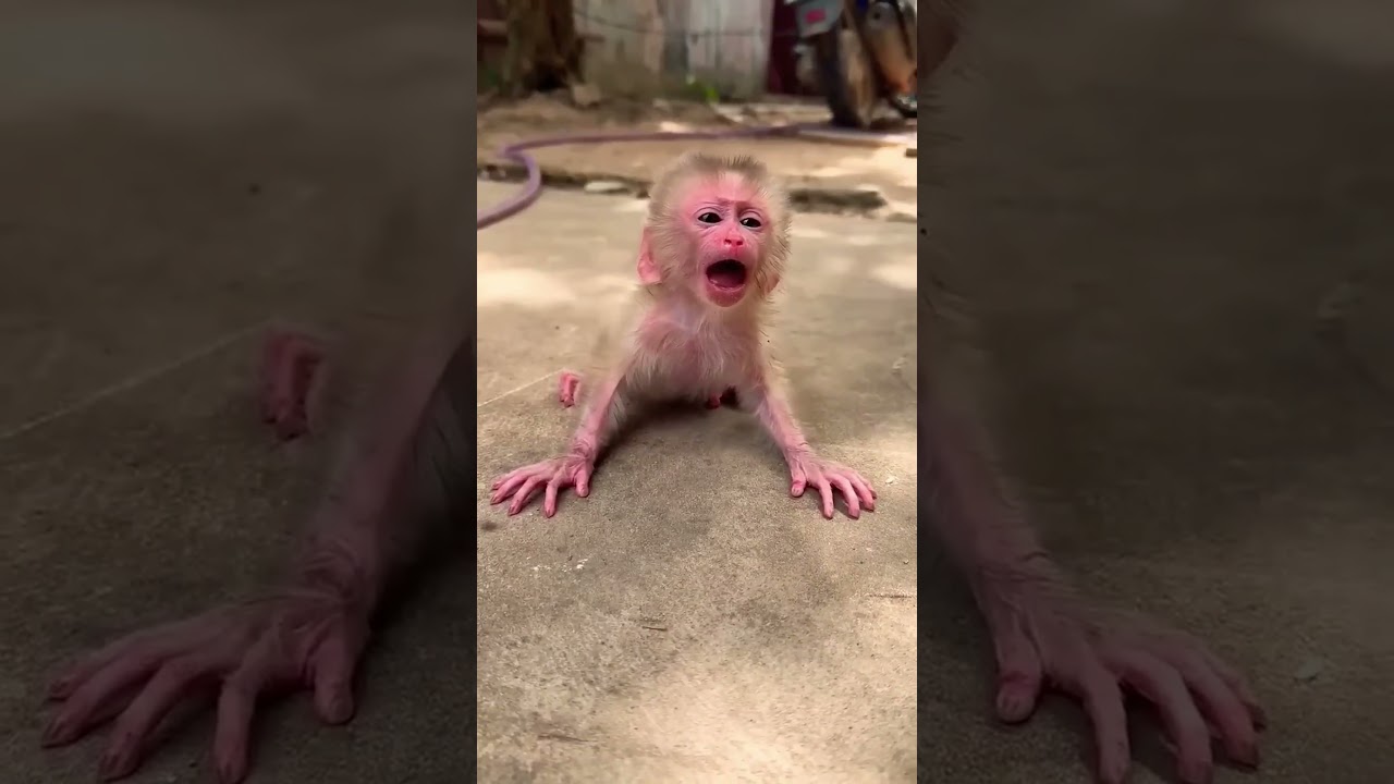 😱😱Monkey papa Haaa😂 funny sense #comedy #funny #monkey #viral