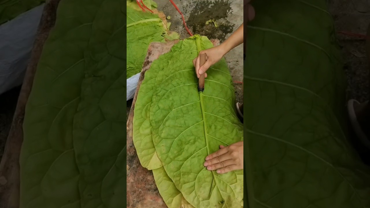 Fresh tobacco leaves processing #satisfying #agriculture #asmrsounds
