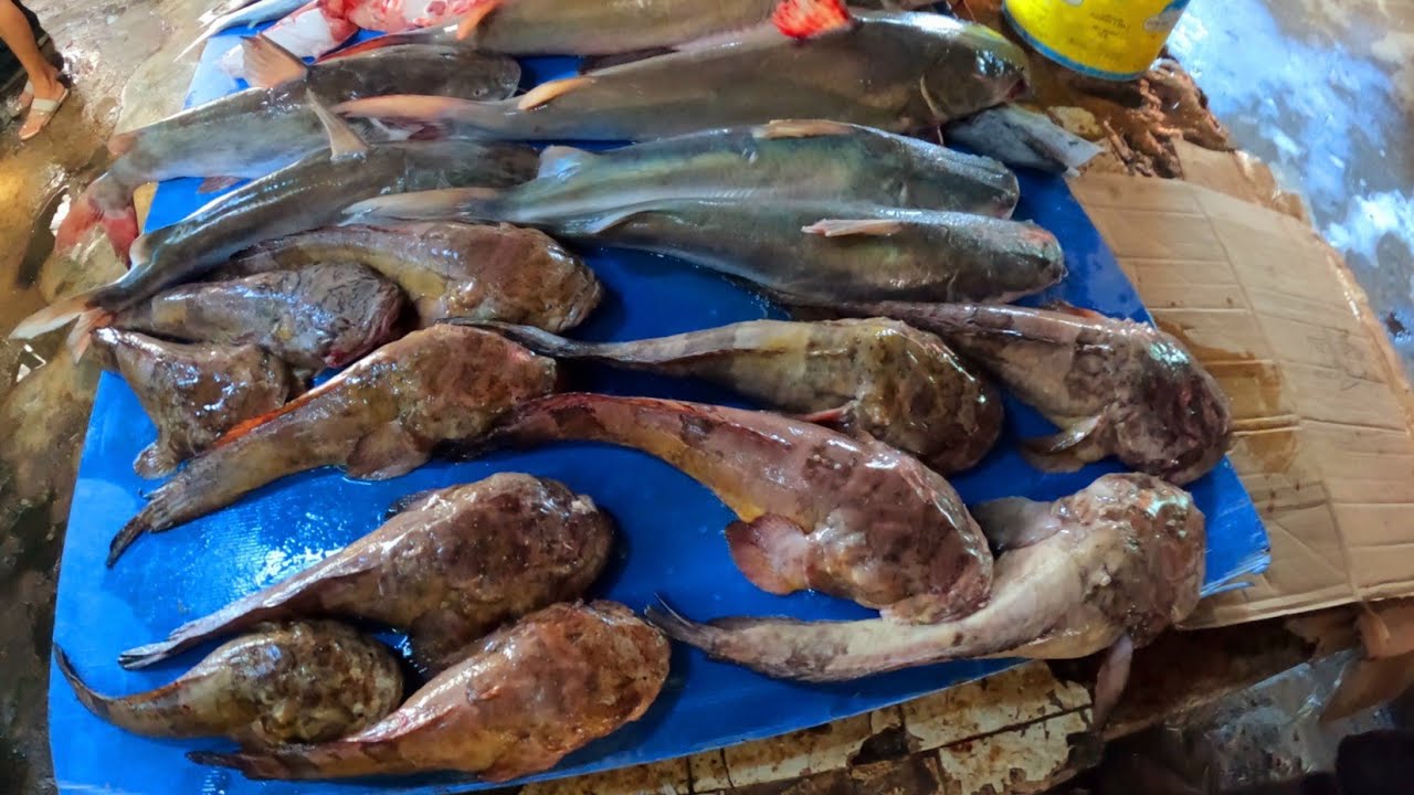 STABROEK FISH MARKET BUYING PACU and LUKANANI FISHING in the BERBICE RIVER.