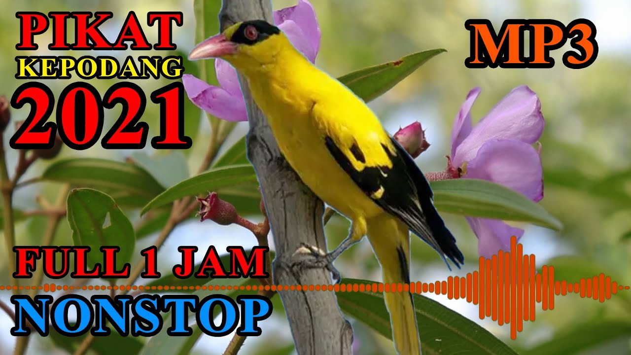 SUARA PIKAT KEPODANG EMAS SANGAT JERNIH AMPUH FULL MP3 SATU JAM NONSTOP
