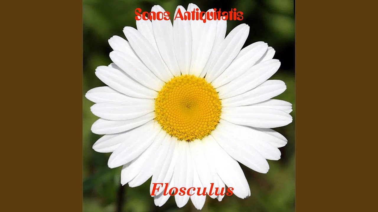 Flosculus