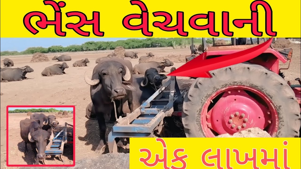 ભેંસ ની કિંમત વ્યાજબી થઇ જશે#વેજા આતાને ભેંસો 👳
