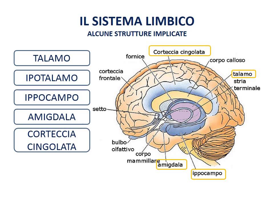 38. Il sistema limbico e le emozioni
