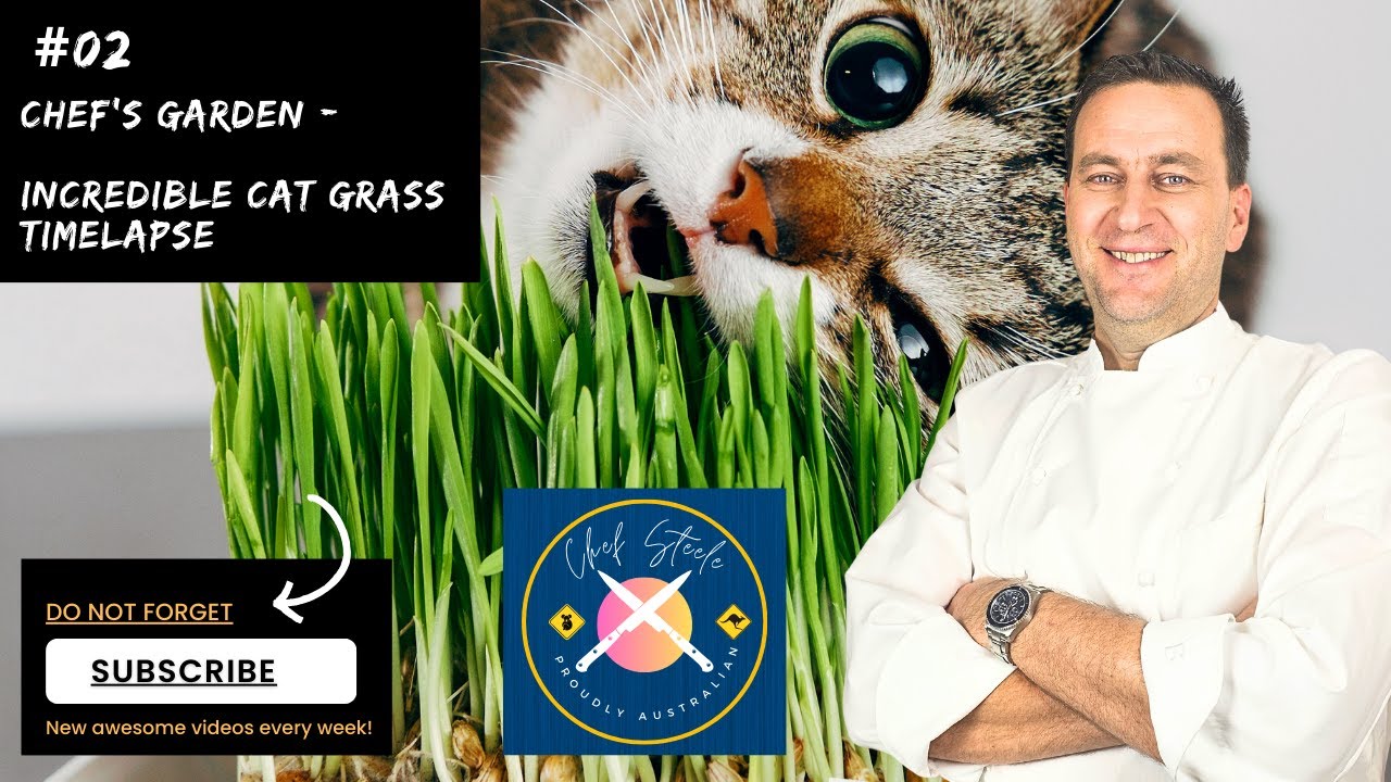 Chef's Garden - Incredible Cat Grass Timelapse