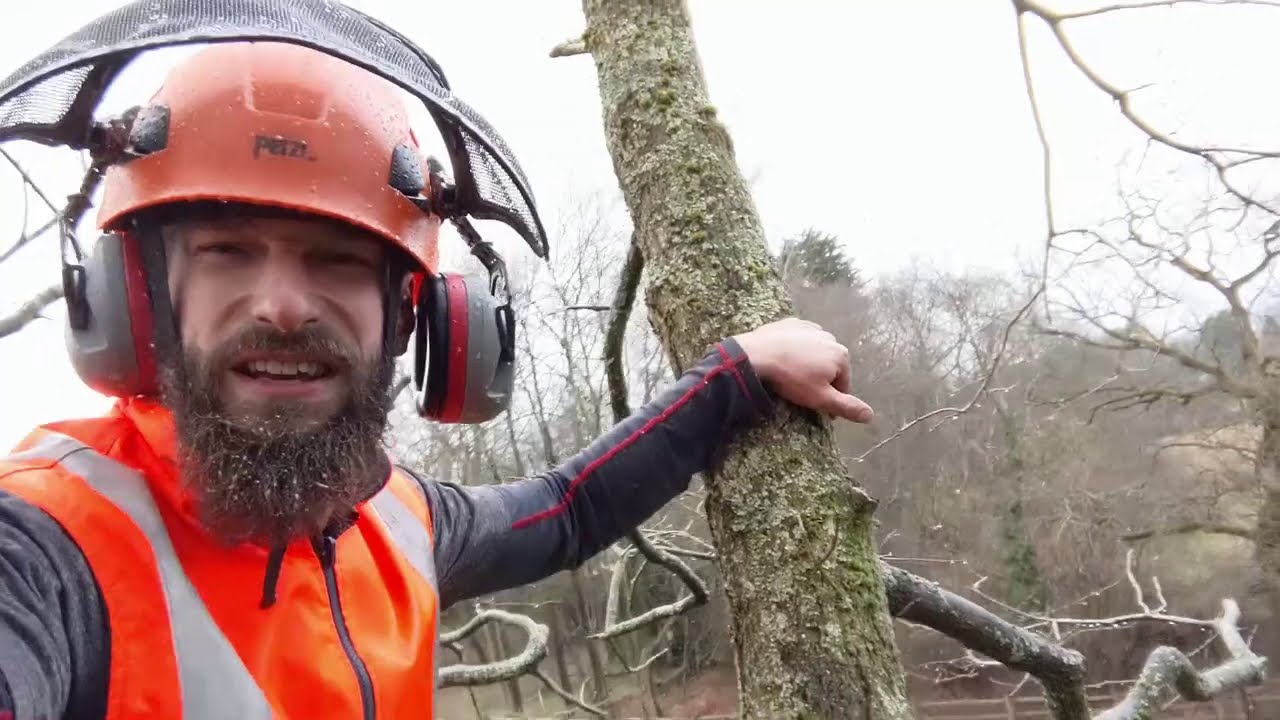 [subcontracting Tree Climber] - A week in the life of a tree surgeon