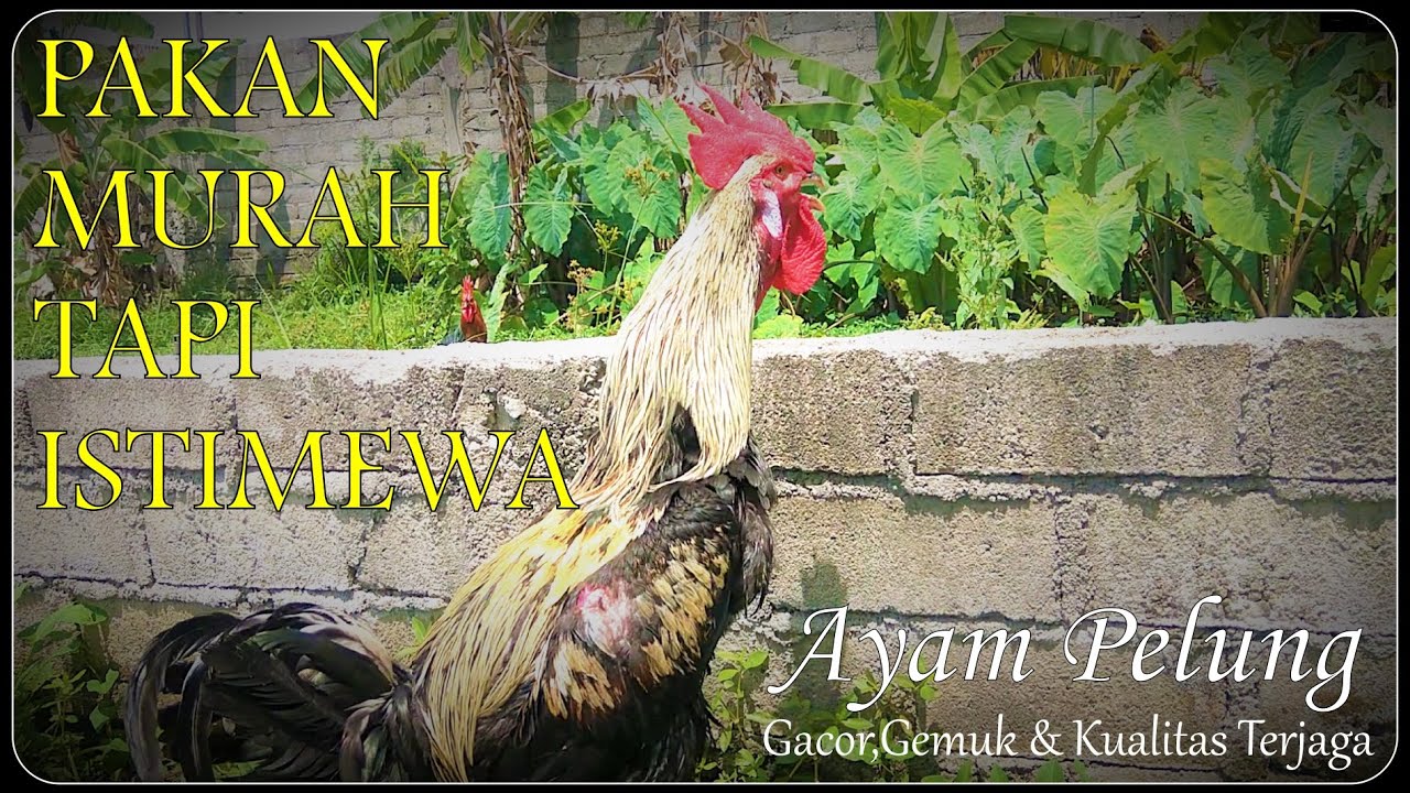 PAKAN AYAM PELUNG TERBAIK UNTUK HARIAN