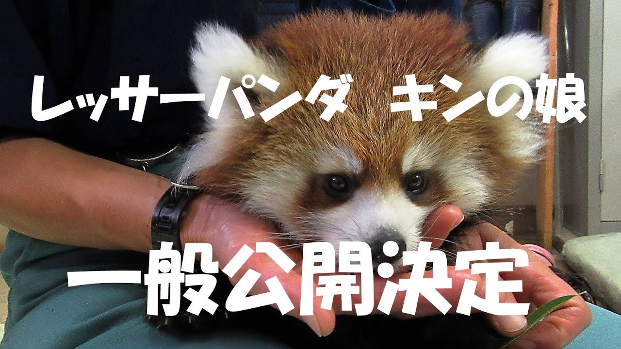 レッサーパンダ一般公開決定