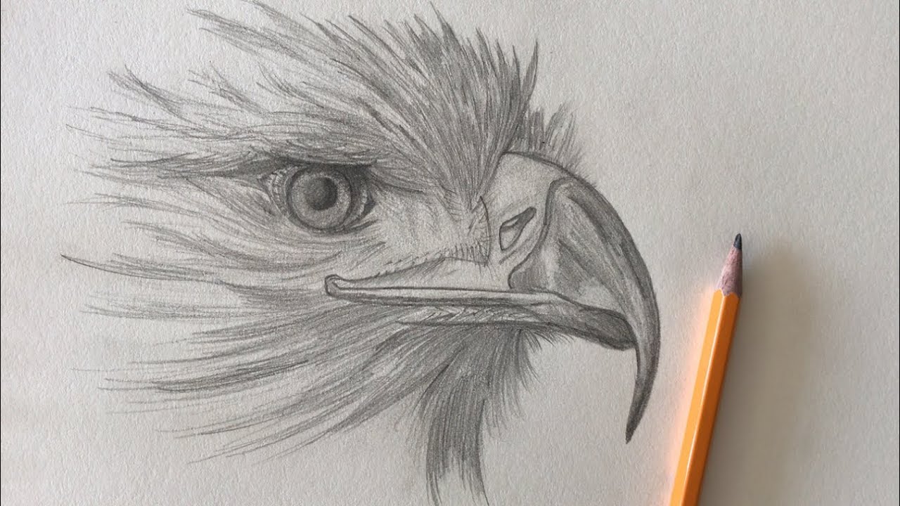Sketch Challenge Week 23 | Pencil Drawing Of Eagle | Pencil Sketching