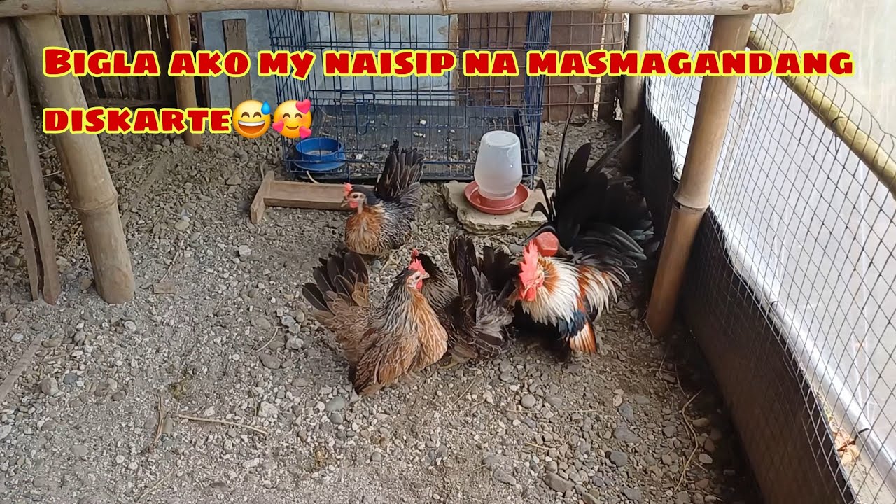 BREEDING STRATEGY PARA SA MGA SOLID KONG BREEDER | ISLAND BORN BROODCOCK BENJARONG SULITIN KO