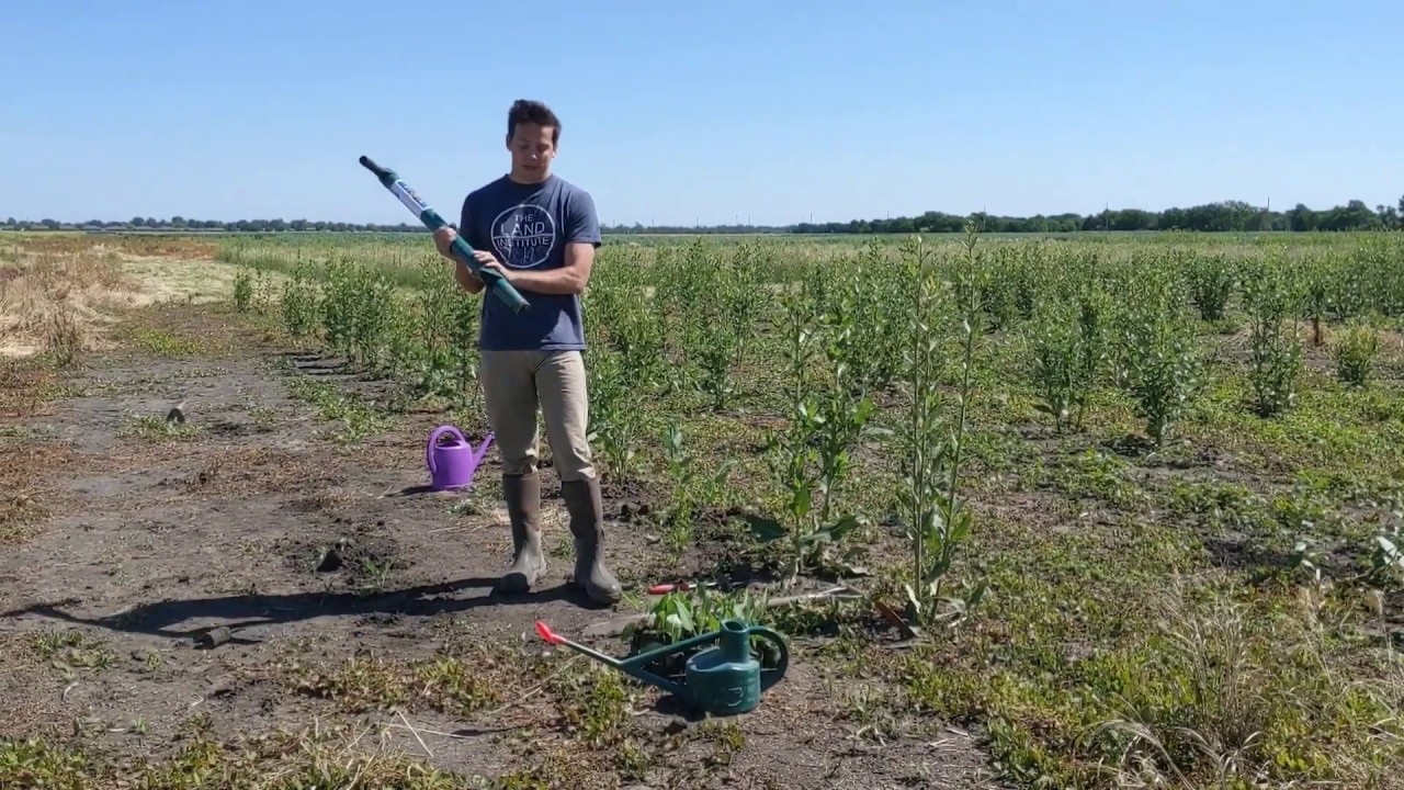 Silphium Citizen Scientists - Part 1 - How to Plant Silphium