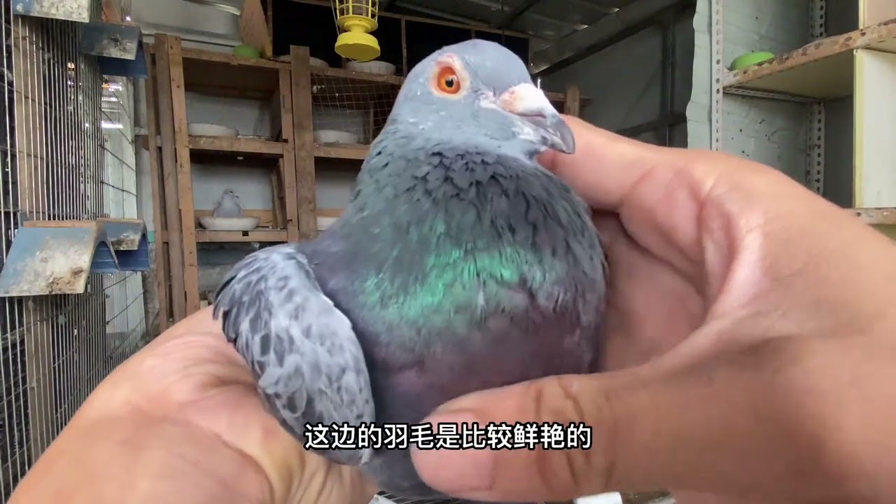 鸽子如何分辨公母？时间原因只能简单讲解这两点，就能确定公母啦