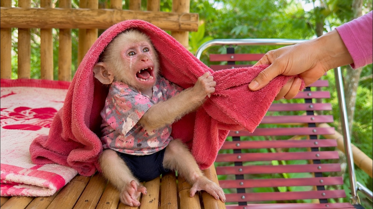 Oh No! What Happened to Baby Monkey Baba's Blanket?