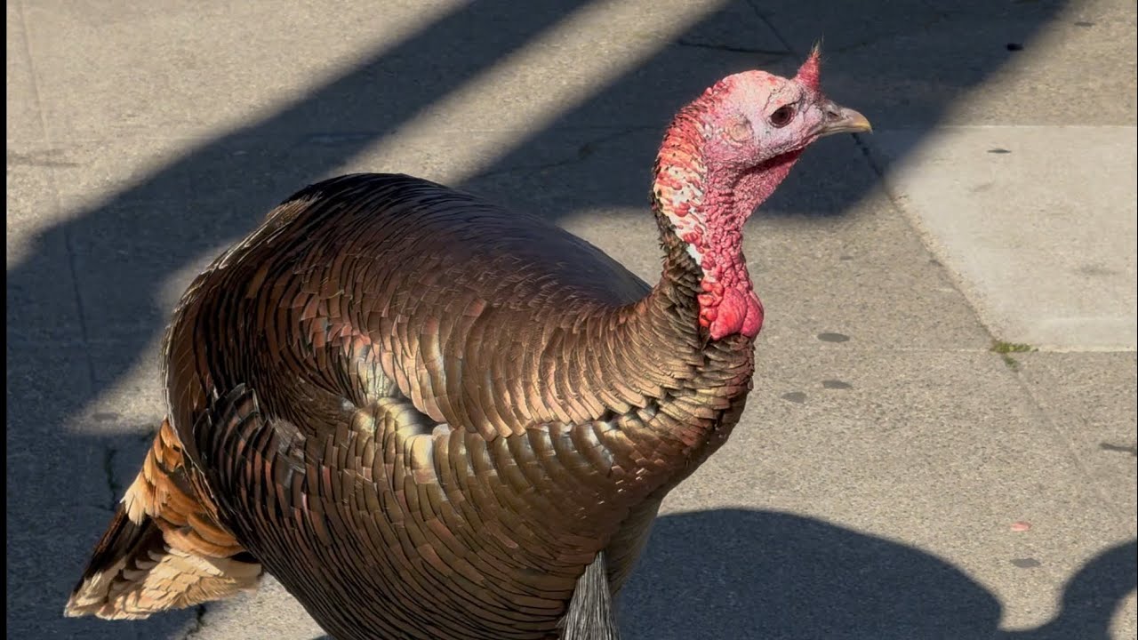Wild turkeys downtown Alameda!