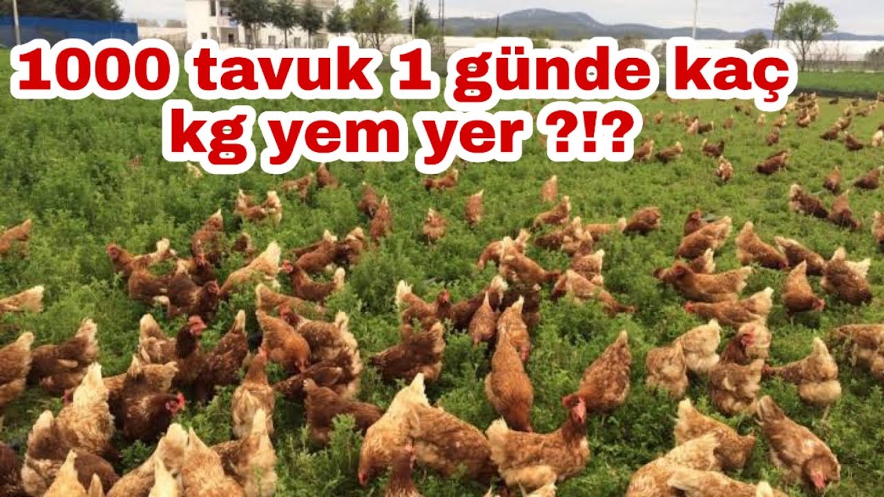 1000 tavuk 1 günde kaç kg yem yer ?   #gezentavukçiftiği #tavukçiftliği #atacks #lohman #tinted