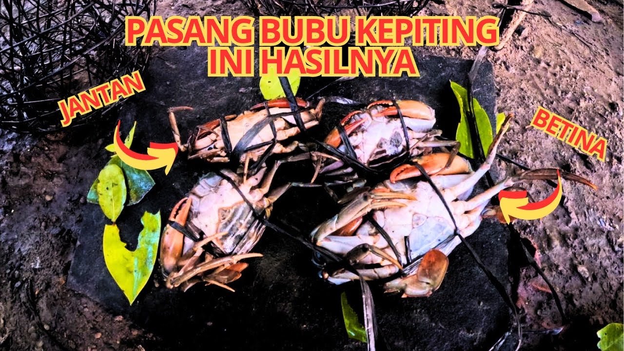 Pasang Bubu Kepiting... Hasilnya Bikin Kaget! 😱🦀