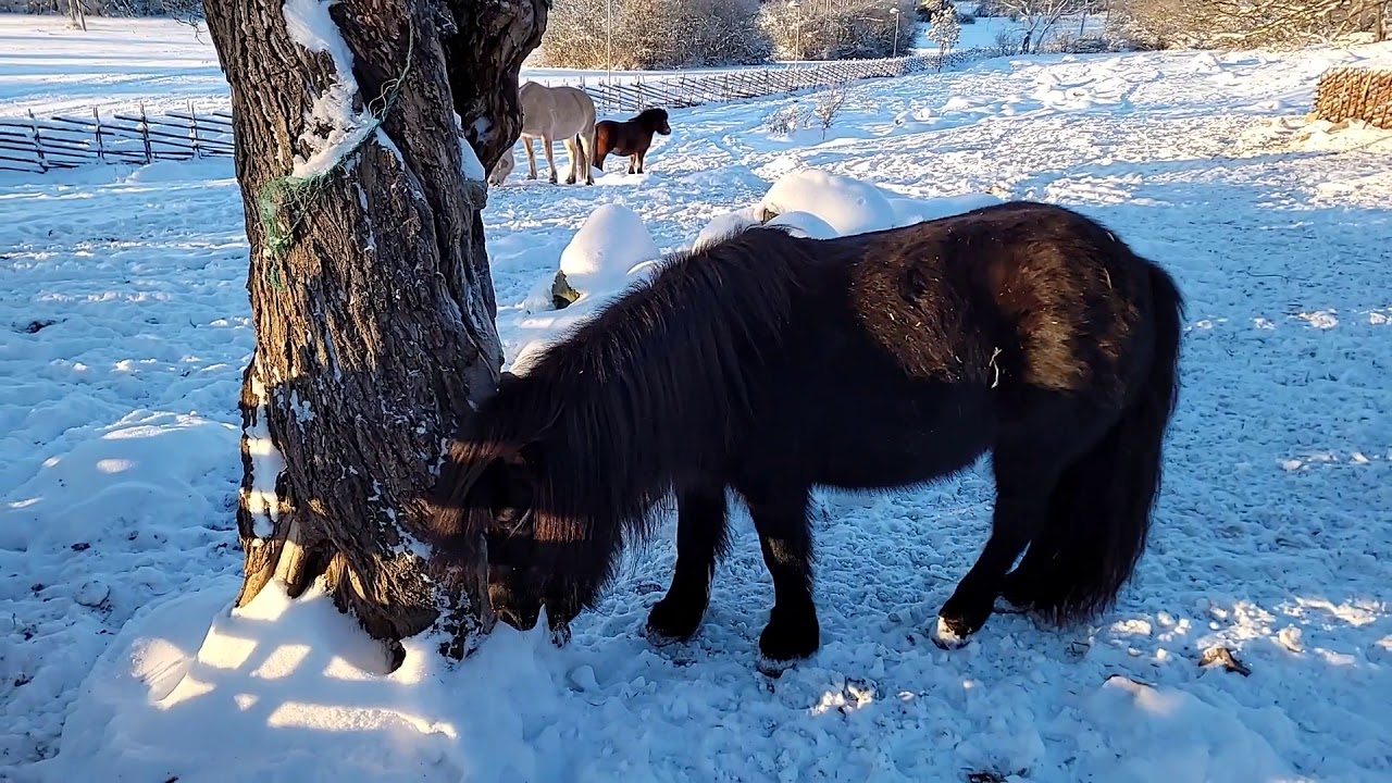 Stockholm Views:  Sweden, Walking in the snow, Akalla By