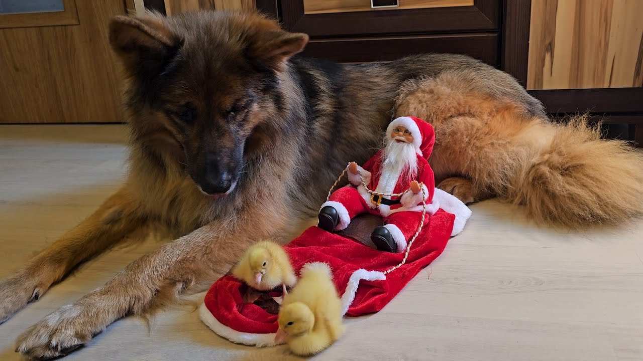 KACZUSZKI POMAGAJĄ OTWIERAĆ PACZKĘ! - Wszystko im się podobało 