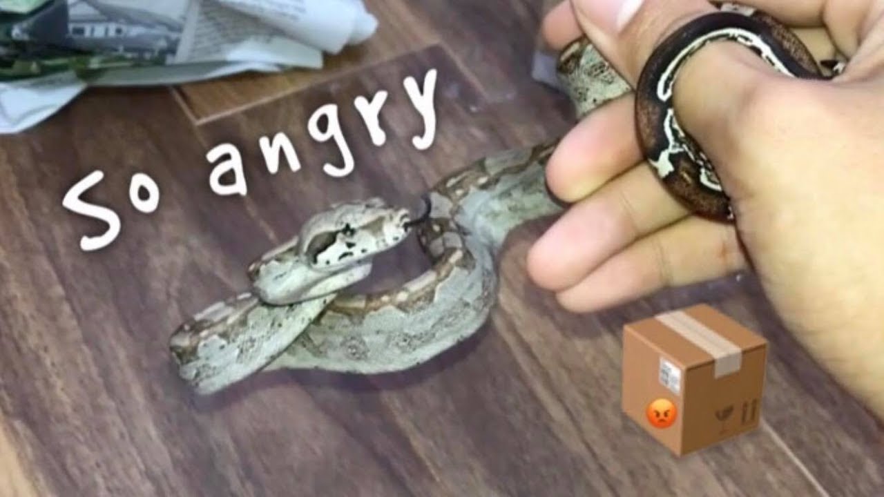 Unboxing an ANGRY baby SNAKE for Christmas !!! ~ He bit me LOL