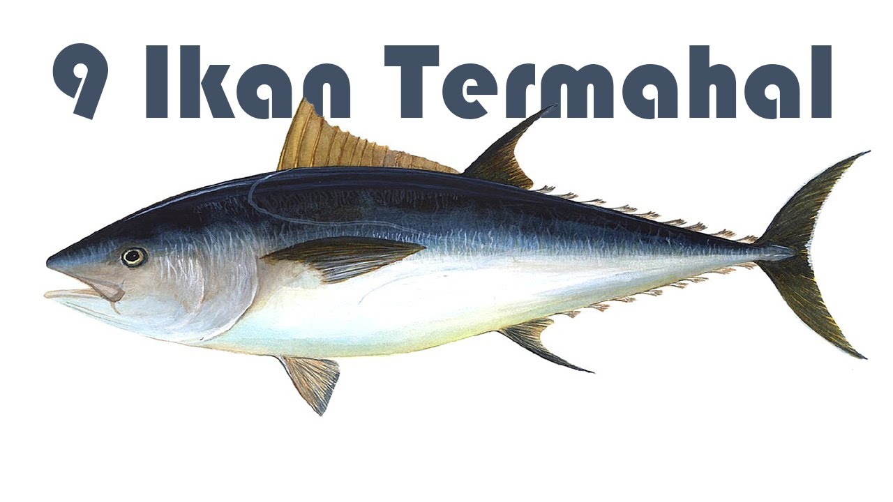 9 Ikan Termahal di Dunia, Ada yang Miliaran