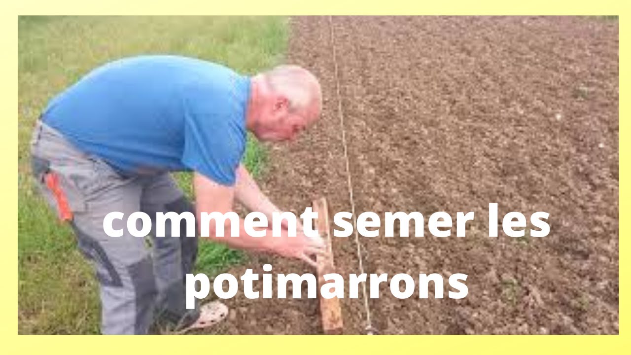 comment semer vos potimarrons fin mai