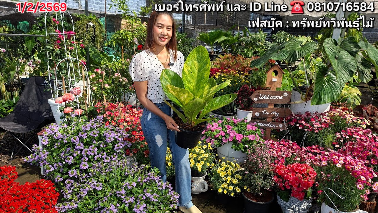  ☎️ 0810716584ไม้เข้าใหม่เต็มร้าน หน้าวัวใบ ออเลียสีสวย กุหลาบมาแล้ว อโกลนีมา หูช้างด่างขาว กวักมรกต