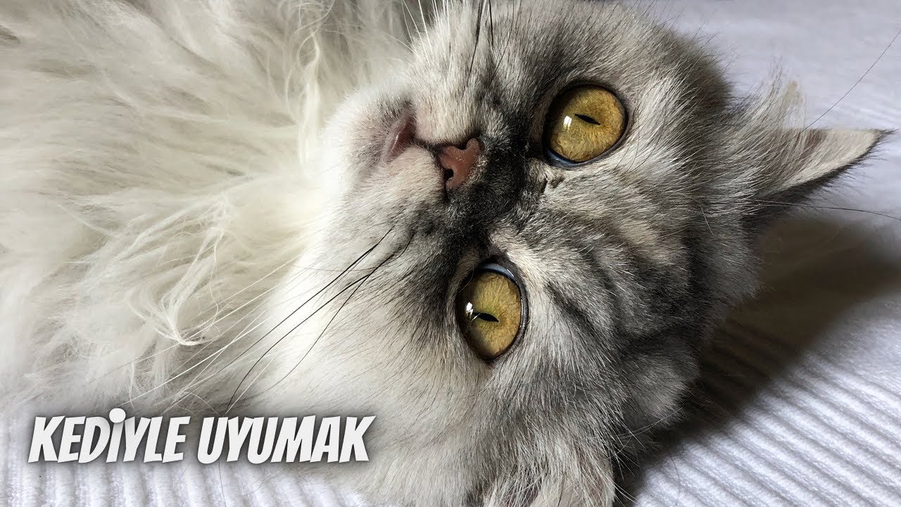 Kedinizle uyumanın 5 faydası 🛌💤