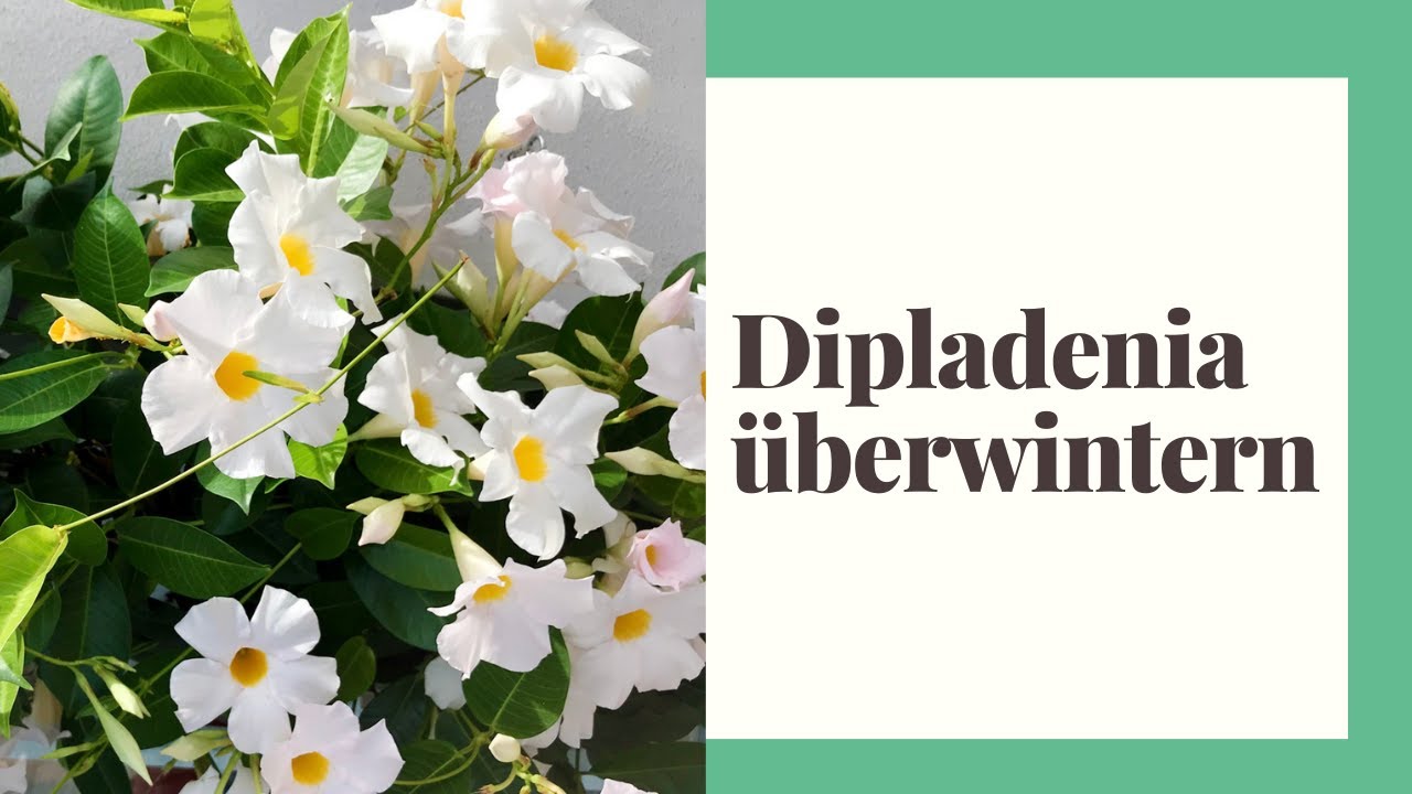 Dipladenia richtig überwintern - richtige Pflege im Winter