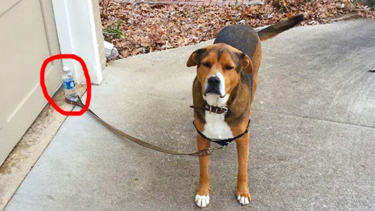 Dog Is a Born Comedian, They Deserve an Oscar! 😂 Funniest ANIMAL Videos