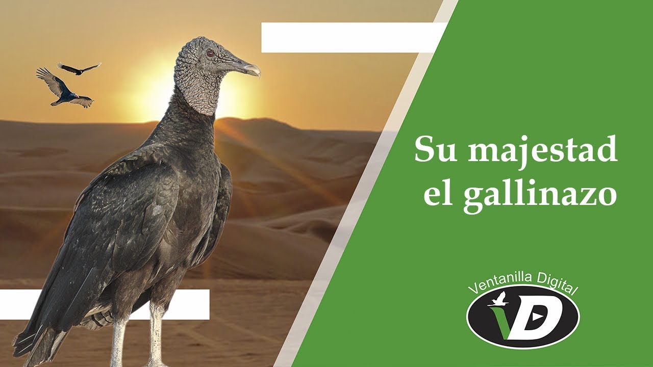 Su majestad el gallinazo - Ventanilla Digital
