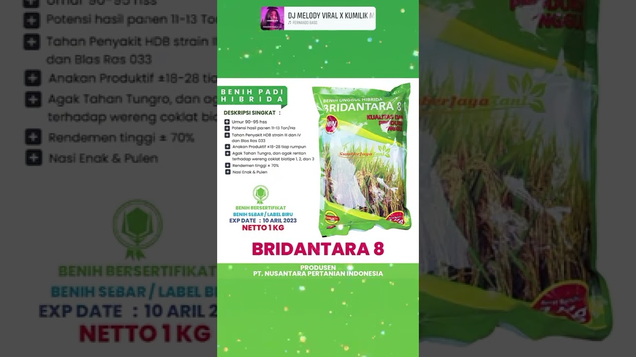 Benih Padi Hibrida Bridantara
