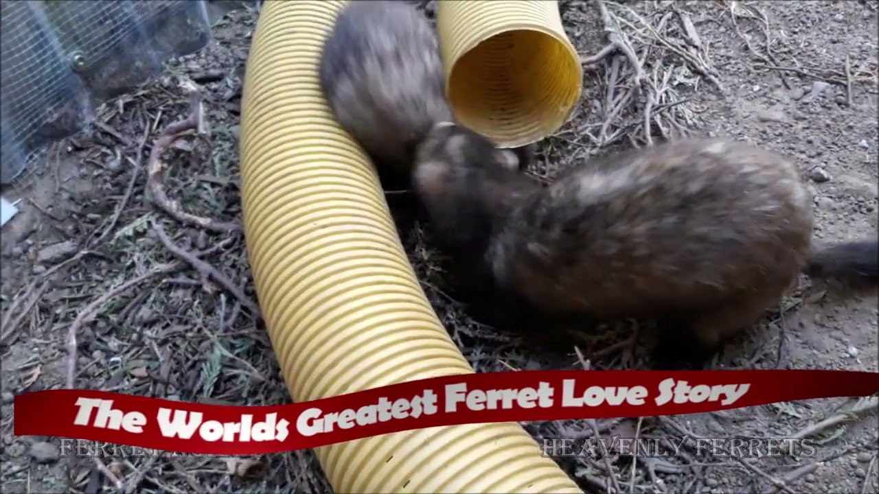 FERRET ♥LOVE♥ Happy Sound