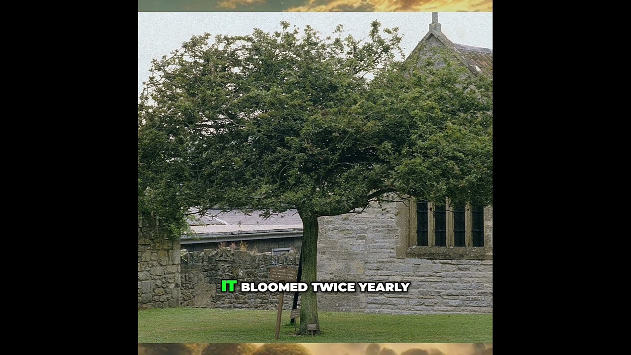 Glastonbury's Holy Thorn: A 2,000 Year Old Christmas Miracle