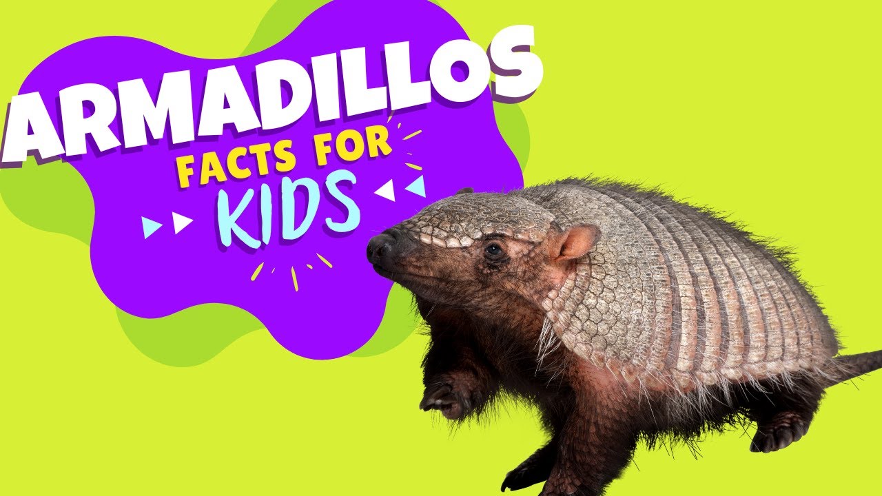 All About Armadillos - Armadillo Facts for Kids