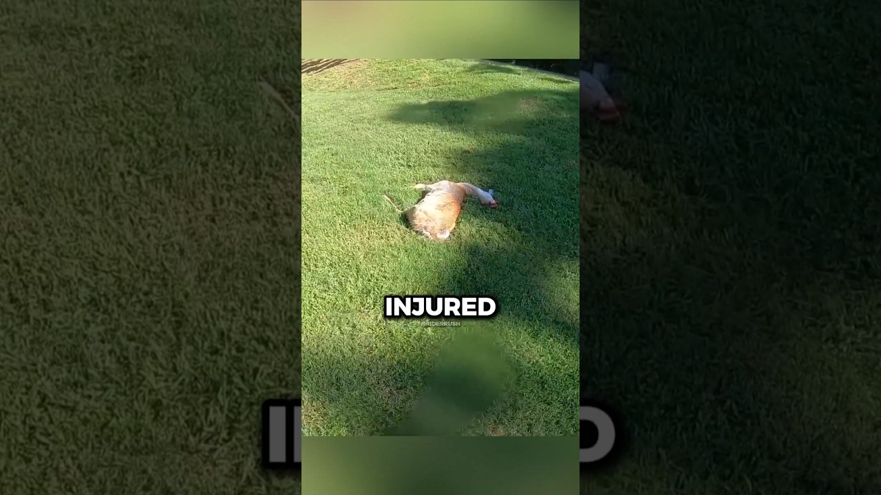 Biker Hits Deer And This Happens... 🤯