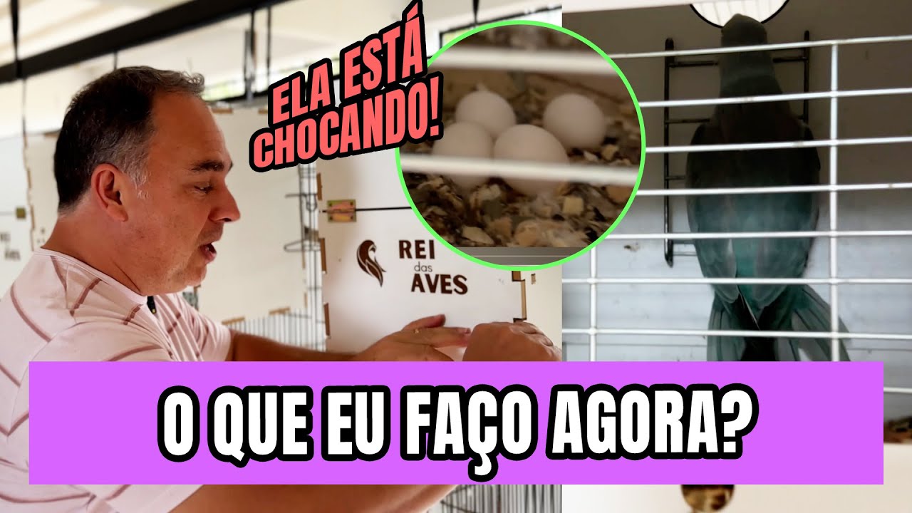AVE ESTÁ CHOCANDO... E AGORA?