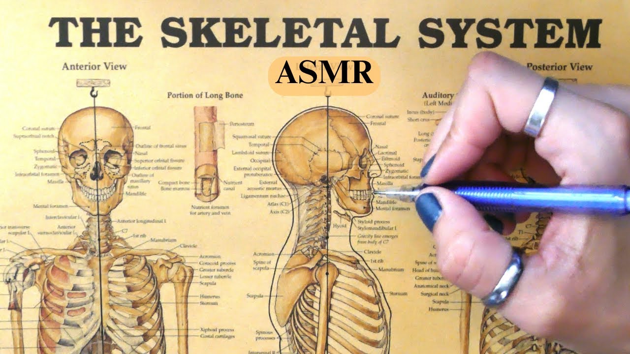 ASMR Tracing the Skeletal System (whispers, paper tracing)