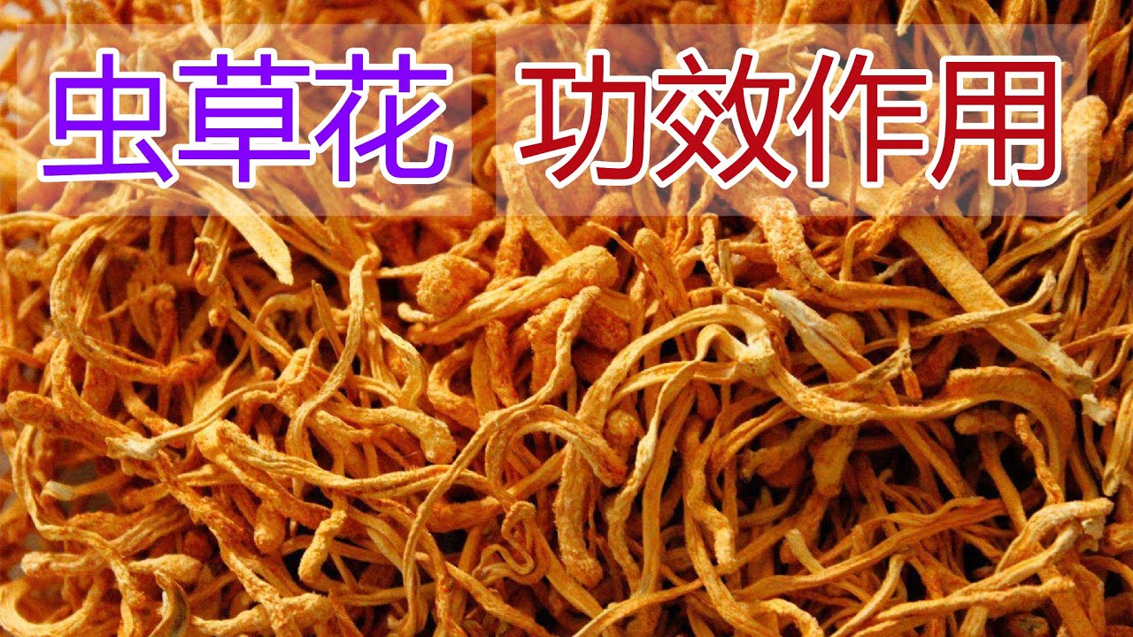 虫草花的功效和作用，虫草花泡水喝的功效,虫草花食用禁忌