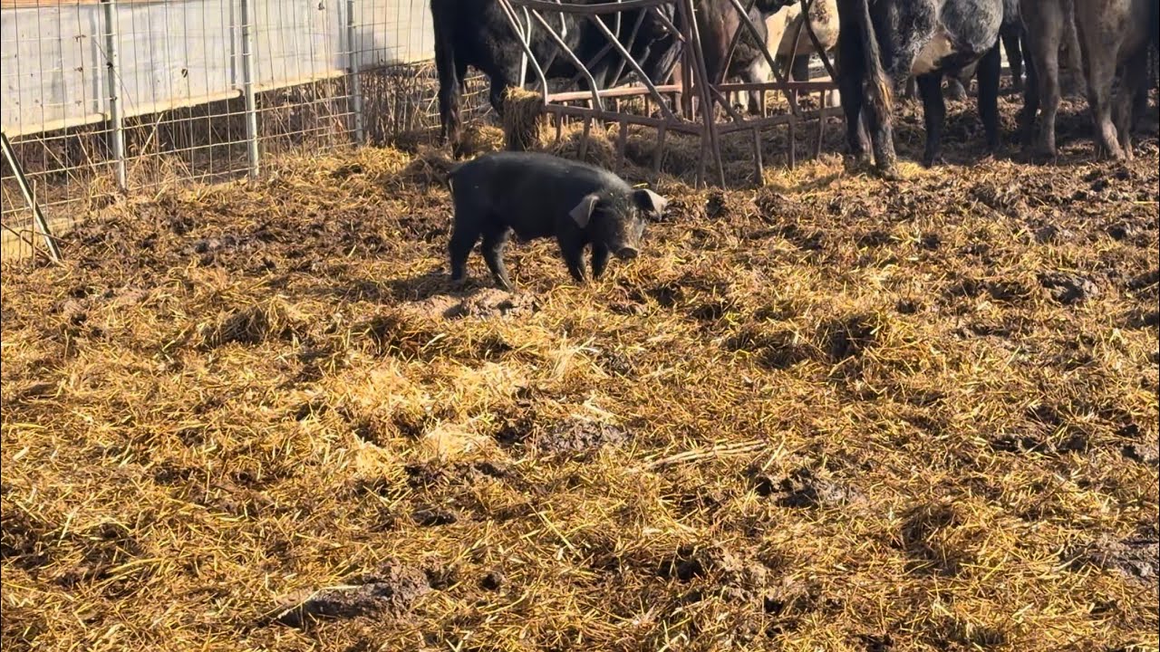 Movin and workin some cows!