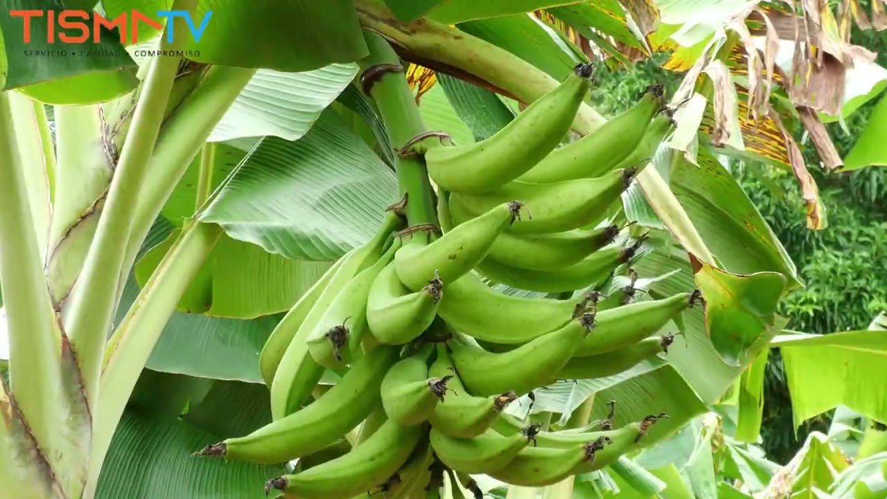 Cultivos De plátano CEMSA 3/4  en Tisma
