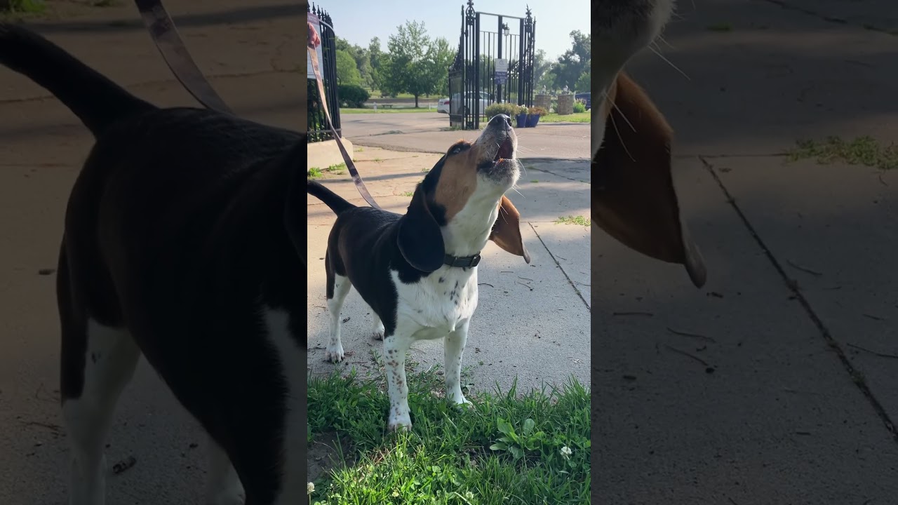 Billy Gives a Howl #beagle #howl #dog #BillyBeagle