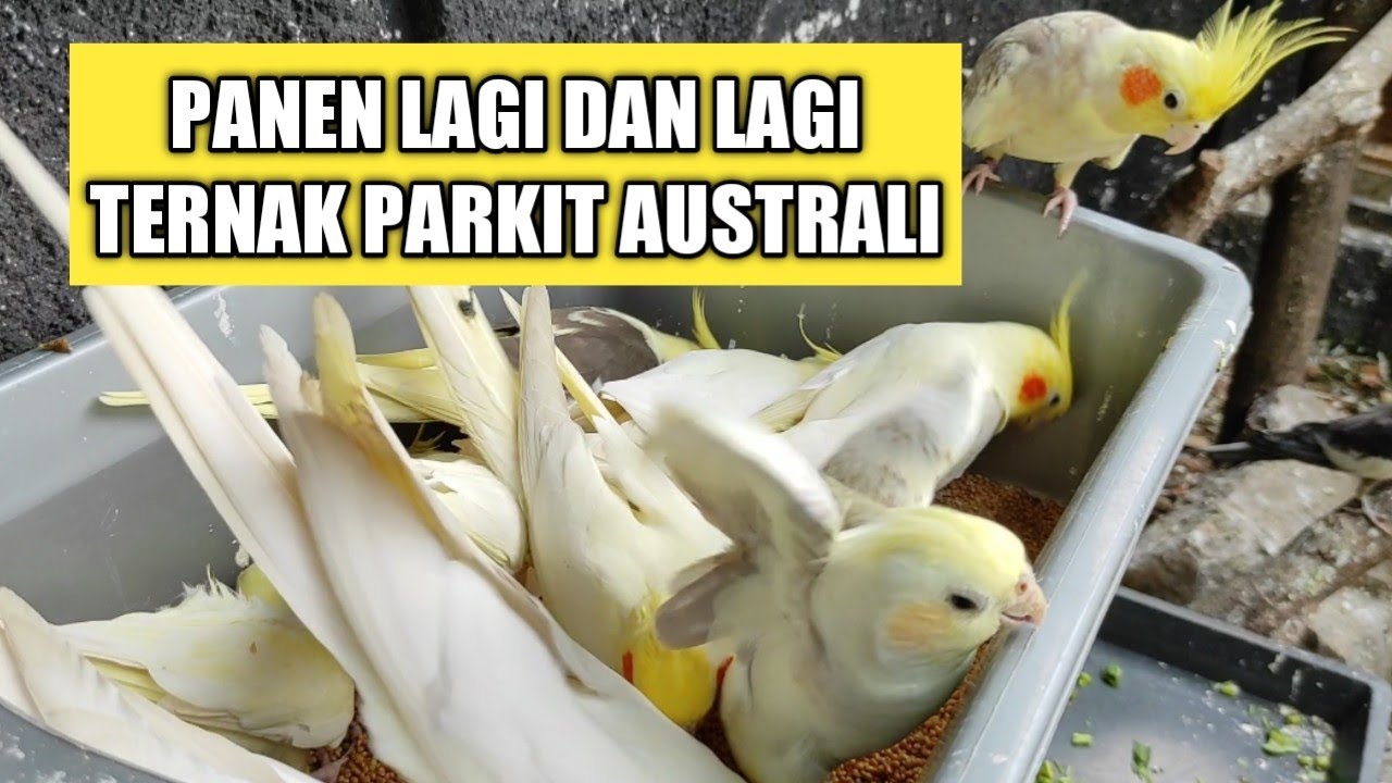 Panen lagi panen lagi ternak Parkit Australi membawa berkah