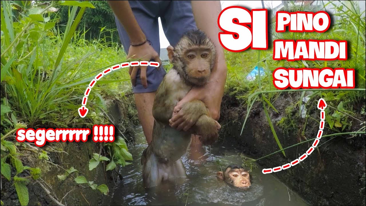 lucu banget anak monyet beruk mandi dan berenang di sungai