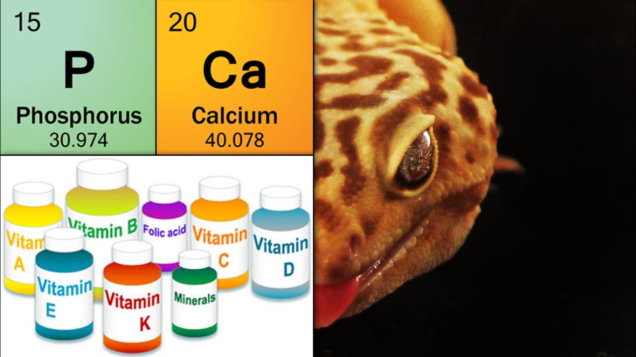 Science of Leopard Gecko Vitamins & Minerals