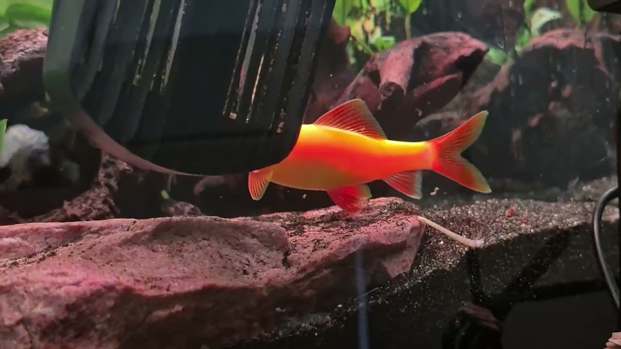 Deebo the shark