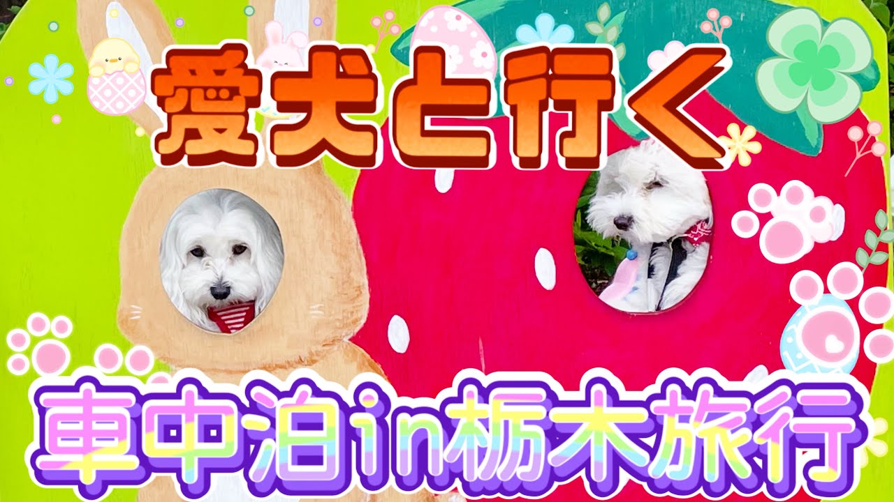 【マルプー】【トイプー】愛犬と一緒に旅行に行こう‼︎