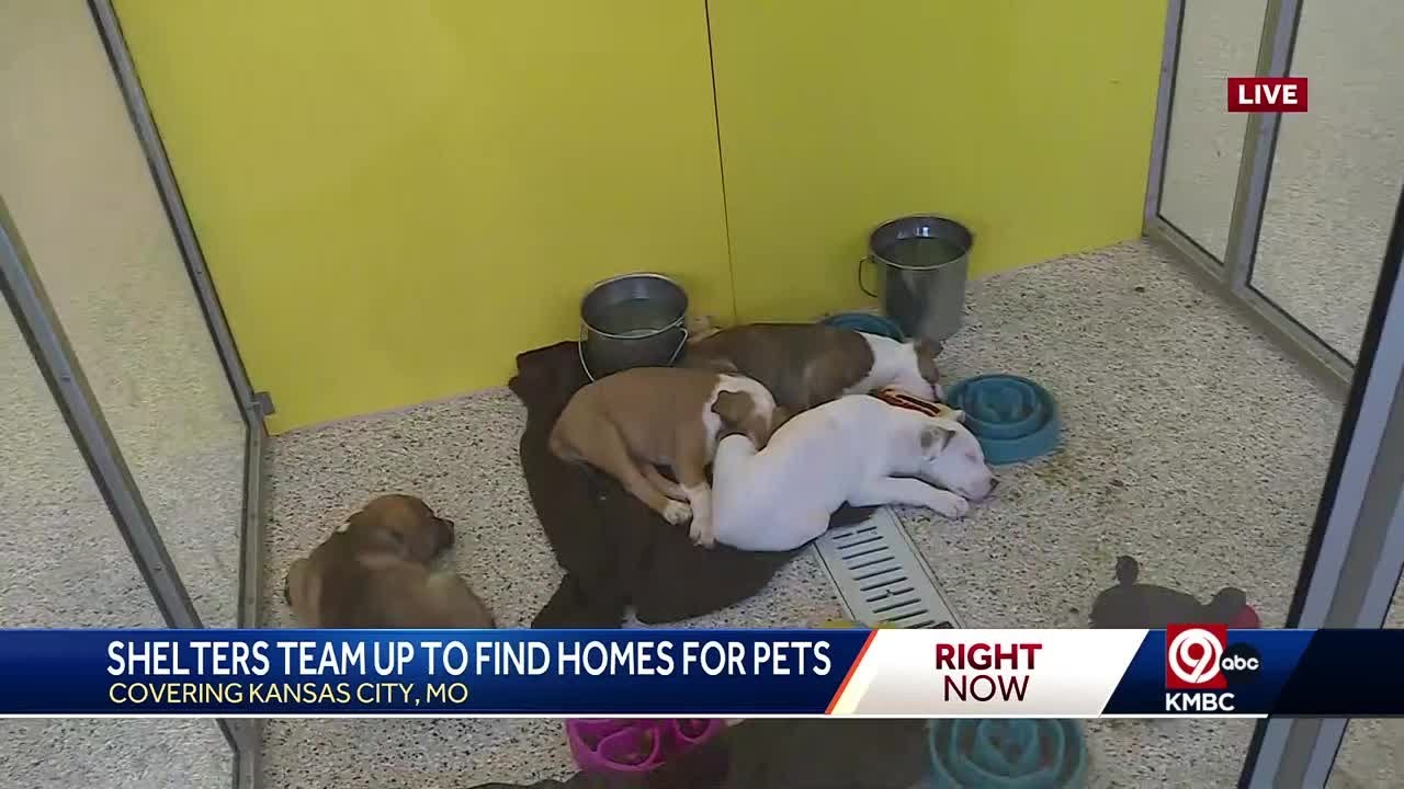 KC Mega Match hopes to see 800 pets find new homes