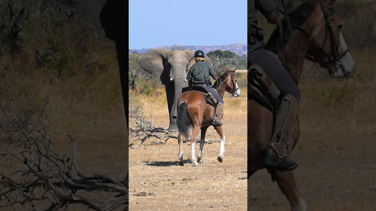 Young bull elephant confronts guide on horseback #horses #elephant